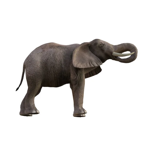 자세를 취하고 코끼리를 묘사하는 콜라주나 아트를 각도를 설명하는 것입니다 배경에서 — 스톡 사진