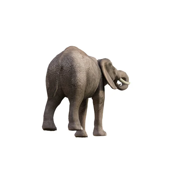 Ilustración Elefante Diferentes Poses Ángulos Para Collage Clip Art Pose — Foto de Stock