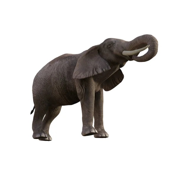 Ilustração Elefante Diferentes Poses Ângulos Para Colagem Clip Art Dose — Fotografia de Stock