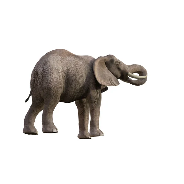 Ілюстрація Слона Різних Позах Кутах Колажу Або Кліп Арт Поза — стокове фото