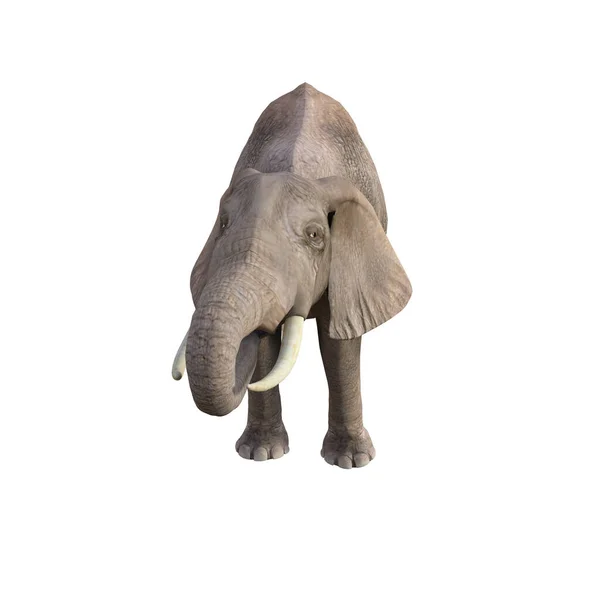 Ilustración Elefante Diferentes Poses Ángulos Para Collage Clip Art Pose —  Fotos de Stock