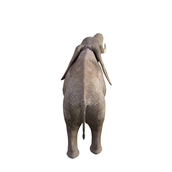 Illusztráció Egy Elefánt Különböző Pózok Szögek Kollázs Vagy Clip Art — Stock Fotó