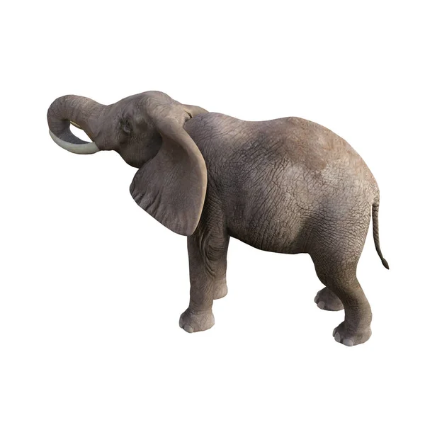 Εικονογράφηση Ελέφαντα Διαφορετικές Στάσεις Και Γωνίες Για Κολάζ Clip Art — Φωτογραφία Αρχείου