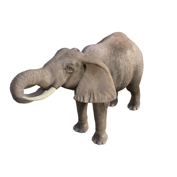 Ilustración Elefante Diferentes Poses Ángulos Para Collage Clip Art Pose —  Fotos de Stock