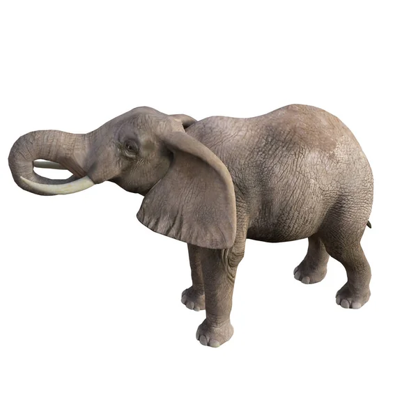 Illustration Elefant Forskellige Stillinger Vinkler Til Collage Eller Clip Art - Stock-foto