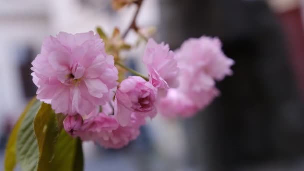 Ханамі Національна Японська Традиція Милуватися Квітами Яка Виникла Імператорському Дворі — стокове відео