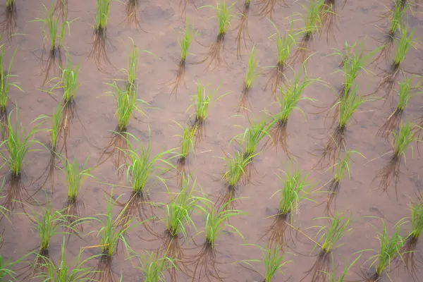 Rice growing on the water in farm field