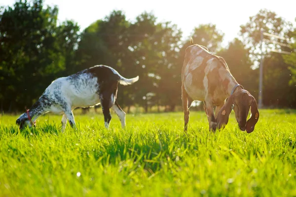 Goat Pasture — Stock Photo, Image