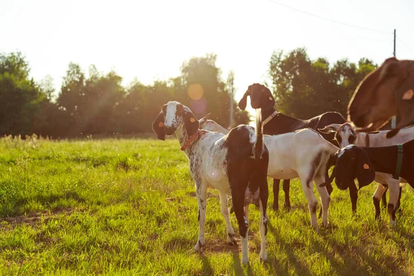 stock image  Goat on the pasture 