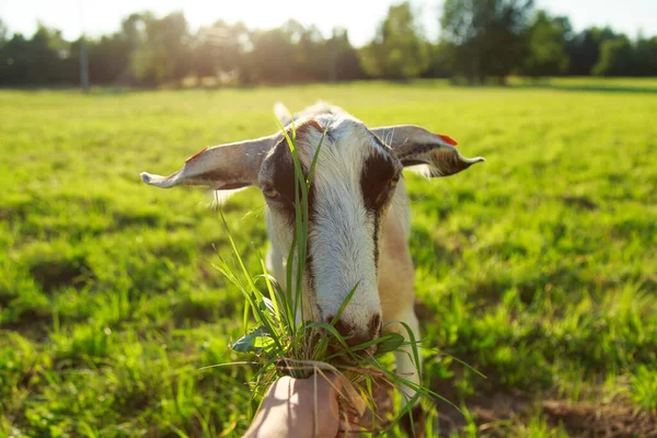 Kozy Pastwisku — Zdjęcie stockowe