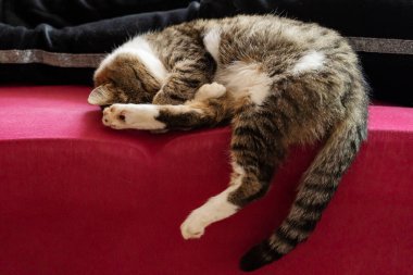 Kedi burnunu saklar, kıvrılır ve uyur.. 