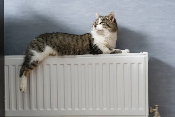 Cat lies on the hot radiator and is warm.