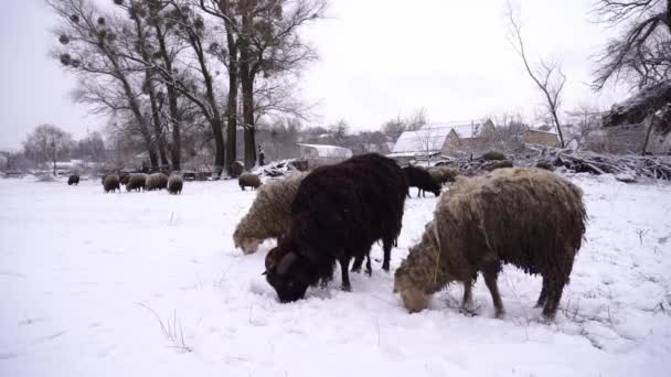 Las Ovejas Obtienen Hierba Debajo Nieve Comen — Vídeos de Stock
