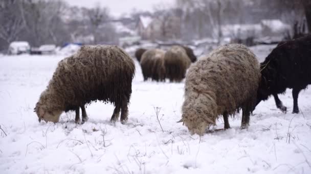 Las Ovejas Obtienen Hierba Debajo Nieve Comen — Vídeo de stock
