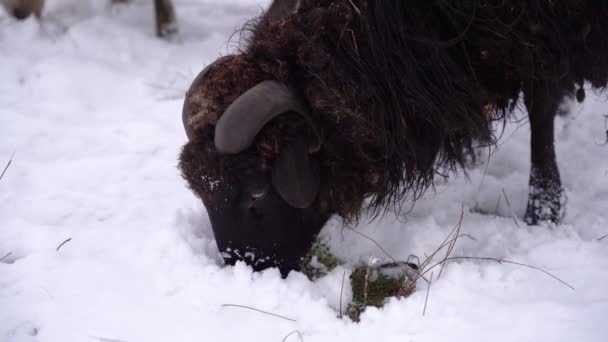 Schafe Holen Gras Aus Dem Schnee Und Fressen — Stockvideo