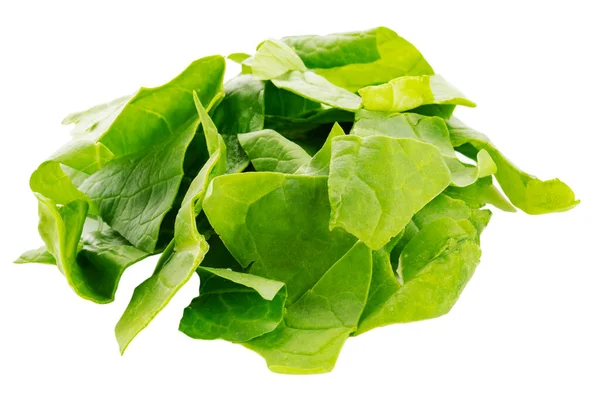 Chopped Sorrel Leaves Ingredient Insulated White Background — Stock Photo, Image