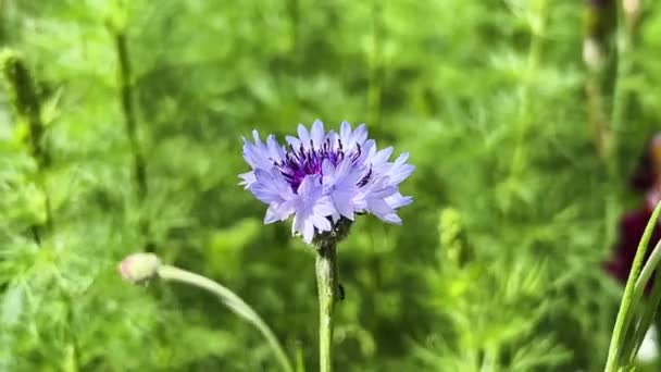 Impresionante Flor Azul Con Centro Púrpura Sobre Fondo Hierba Verde — Vídeos de Stock