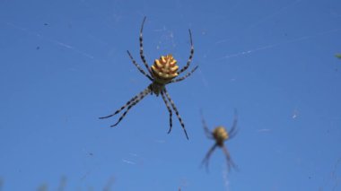 İki örümcek, mavi gökyüzüne karşı üzerinde küçük böcekler olan bir ağda oturuyor. Yüksek kaliteli FullHD görüntüler