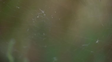 Örümcek ağın ortasına doğru sürünür ve avlanmak için bir pozisyon alır. Yüksek kaliteli FullHD görüntüler