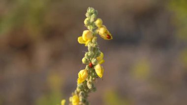 Yeşil yapraklı sarı kır çiçeklerinin yakın görüntüsü yaz çayırlarında çiçek açıyor, ılık gün ışığında, yumuşak bulanık bir arkaplanla yakalanıyor. 