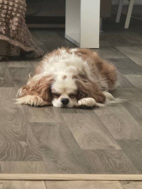 Köpek evde yerde yatıyor.