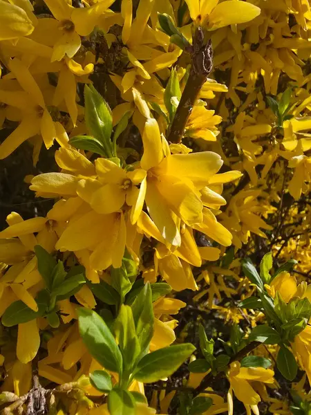 Bahçedeki güzel çiçekler