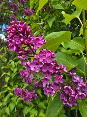 Ağacın dallarında leylak çiçekleri