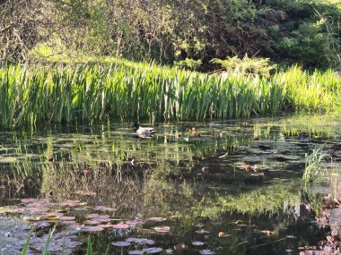 Güzel göl manzarası
