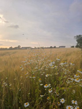 Tarladaki güzel çiçekler