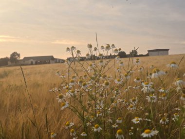 Tarlada güzel bir gün batımı