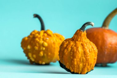 Cute decorative pumpkins on blue background with copy space. Halloween or Thanksgiving concept. Orange pumpkins backdrop. Autumn harvest. Fall decoration concept. clipart