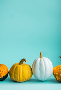 Mavi arka planda şirin dekoratif balkabakları ve fotokopi alanı. Cadılar Bayramı veya Şükran Günü konsepti. Turuncu balkabağı arka planı. Sonbahar hasadı. Sonbahar dekorasyon kavramı.