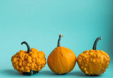 Mavi arka planda şirin dekoratif balkabakları ve fotokopi alanı. Cadılar Bayramı veya Şükran Günü konsepti. Turuncu balkabağı arka planı. Sonbahar hasadı. Sonbahar dekorasyon kavramı.