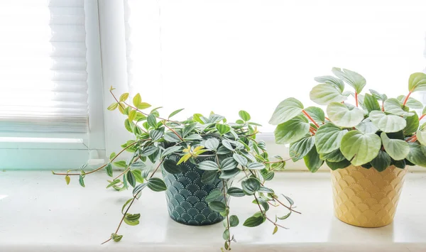 Peperomia Caperata house plant portrait. House plant on a window sealing. Home plant care. Home gardening concept. Urban Jungle theme.