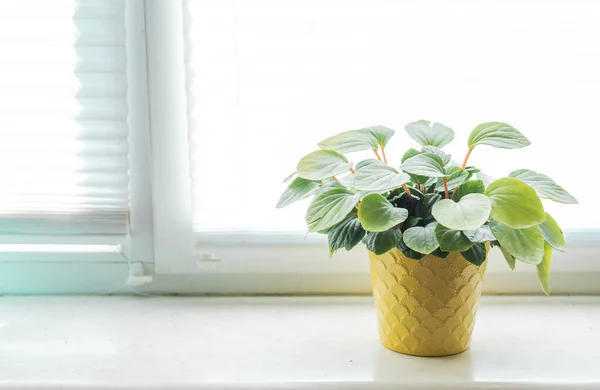 Peperomia Caperata house plant portrait. House plant on a window sealing. Home plant care. Home gardening concept. Urban Jungle theme.