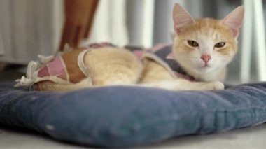 Sterilize olmuş kedi, anti-yalayıcı bir sütten kesilme elbisesi içinde. Genç kedi yavrusu Cerrahi Kurtarma giysisi giyiyor. Ameliyattan sonra kedi. Hayvan stesi. Hayvan Malzemeleri.