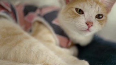 Sterilize olmuş kedi, anti-yalayıcı bir sütten kesilme elbisesi içinde. Genç kedi yavrusu Cerrahi Kurtarma giysisi giyiyor. Ameliyattan sonra kedi. Hayvan stesi. Hayvan Malzemeleri.