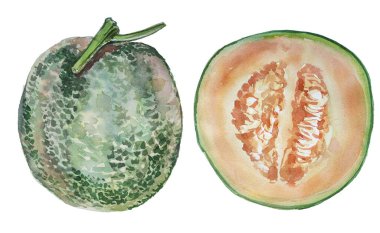 Beyaz arka planda izole edilmiş suluboya kavun. Elle boyanmış tropikal bir meyvenin tırnağı.