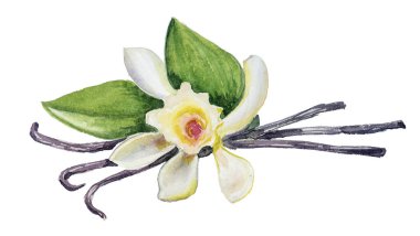 Beyaz arka planda izole edilmiş suluboya vanilya. Vanilya çiçeğinin elle boyanmış tırmığı..