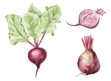 Beyaz pancar pancarı izole edilmiş. El çizimi sebze çizimi. Menü ya da yemek kitabı kapağı Clipart.