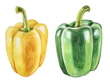 Kırmızı biberli suluboya beyaz üzerine izole edilmiş. El çizimi sebze çizimi. Menü ya da yemek kitabı kapağı Clipart.