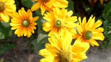 Sarı ekinezya çiçekleri yakın plan. Rudbeckia ya da Siyah Gözlü Susan çiçekleri.