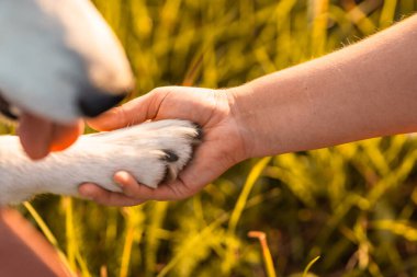 Bir yaz sabahında kadın ve köpek pençesi yakın plan çekilir. İnsan ve hayvan arkadaşlığı kavramı.