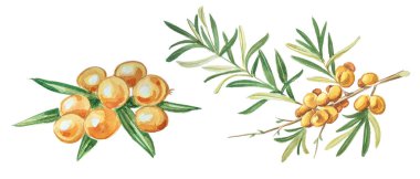 Beyaz karabatak üzümü ve zerdeçal çizimi. El boyası suluboya deniz dikenli tat konsepti..