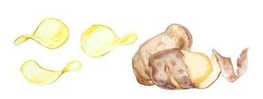 Suluboya patates cipsi beyaz arka planda izole edilmiş. Elle boyanmış sebze çizimi. Fast food menüsü.