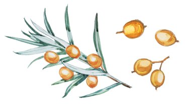 Beyaza izole edilmiş deniz karabatağı meyveleri çizimi. El boyası suluboya deniz dikenli tat konsepti..