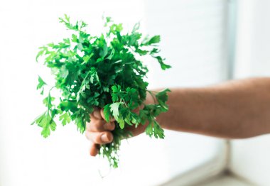 Pencerede maydanozlu bir el. Pencere bahçesi kavramı.