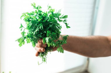 Pencerede maydanozlu bir el. Pencere bahçesi kavramı.