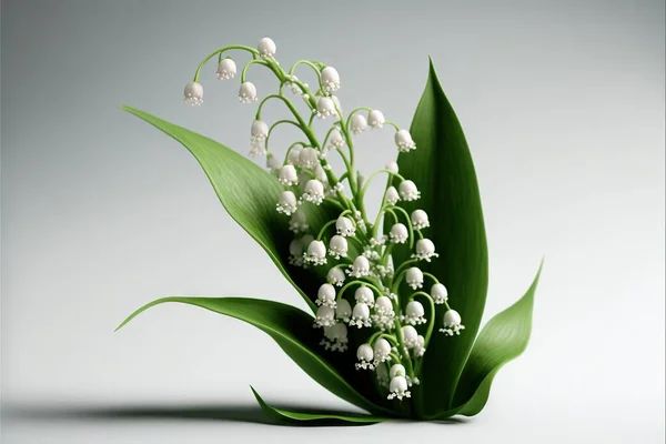 a bouquet of lily of the valley flowers on a white background with a shadow of the flower stem and leaves on the stem, with a single stem, with a single flower, with.