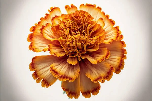 a large orange flower with a white background behind it and a white background behind it with a white background and a white background with a white background with a flower in the middle of the. .